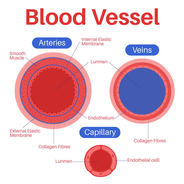 Blood vessel in the human body.