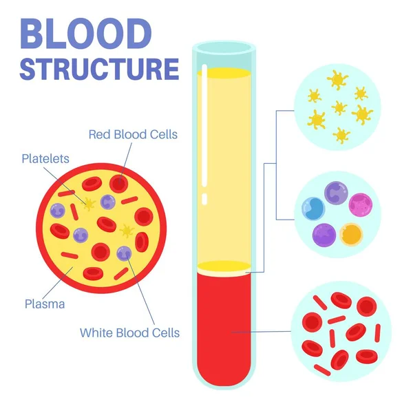 Structure Function Blood — Vettoriale Stock