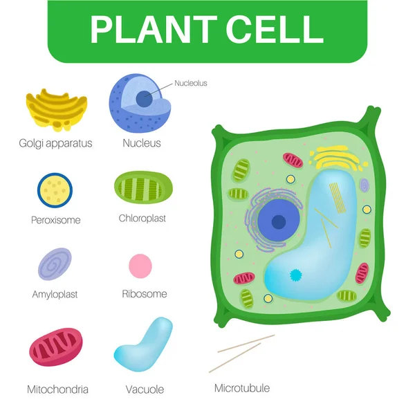 Las Células Vegetales Son Células Eucariotas — Vector de stock