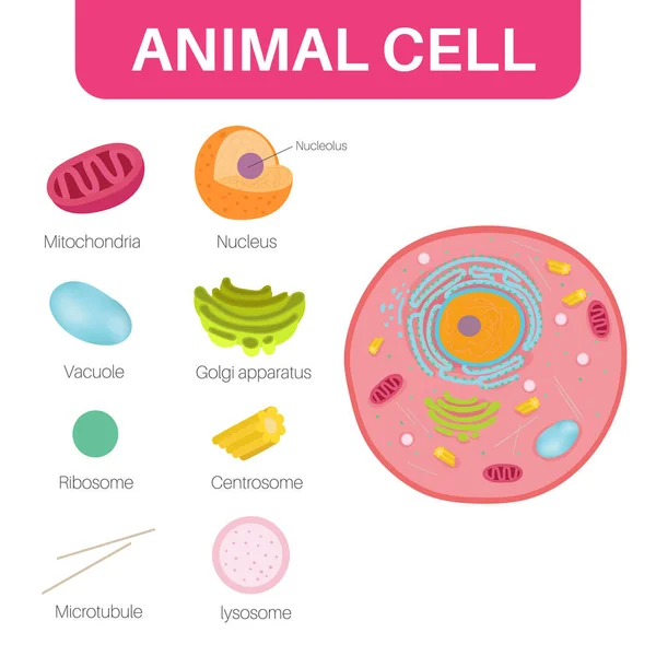 Una Célula Animal Tipo Célula Eucariótica — Vector de stock