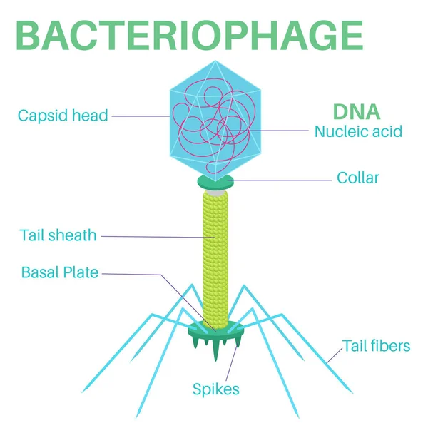 Struktura Bakteriofagu — Wektor stockowy