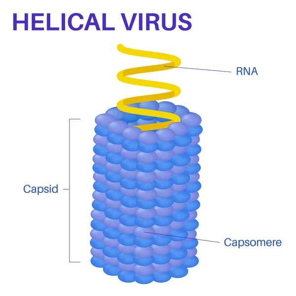 Estrutura Vírus Helicoidal —  Vetores de Stock