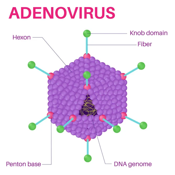 Struktura Adenowirusa — Wektor stockowy