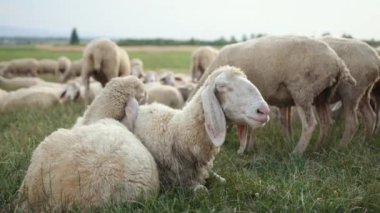 Texel koyun cinsidir. Yorkshire, İngiltere. Manzara, yatay. Boşluk kopyası