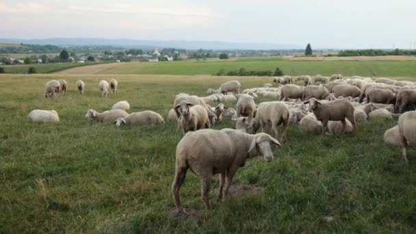 Пастбище мерино овцы, стадо овец пасущихся на лугу с высокой травой заката — стоковое видео