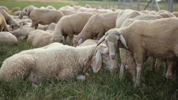 Koncepce hospodářství, zemědělství, chov ovcí. pasoucí se merino bahnice, beran stáda — Stock video