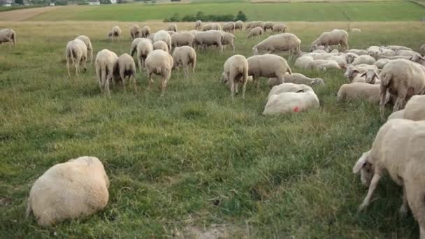 Merino-Mutterschaf auf der Weide, Schafherde grast auf der Wiese mit hohem Gras Sonnenuntergang — Stockvideo