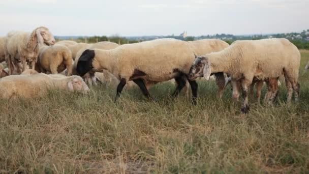 Тексель порода овец. Йоркшир, Англия. Пейзаж, горизонтальный. Космическая копия — стоковое видео