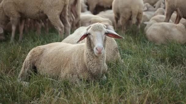 Pasto merino oveja, rebaño de ovejas pastando en el prado con hierba alta puesta de sol — Vídeo de stock