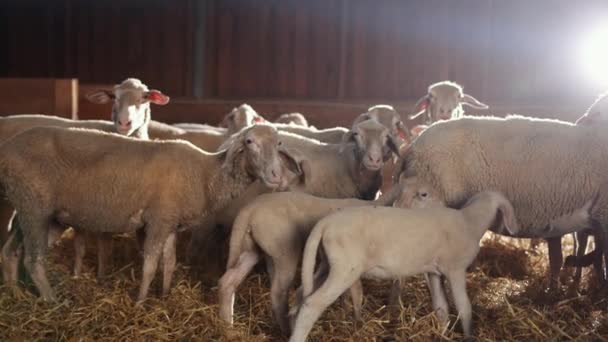 Petit agneau regarde hors du troupeau moutons dans l'écurie. Bevy hangar de bélier à la porte. Moutons — Video