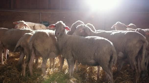 Landbouw fokken, voedselproductie. Lammeren, schapen in stal. Akkerbouwbedrijven — Stockvideo