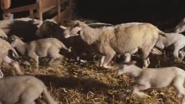 Gazdálkodás, élelmiszer-termelés. Bárányok, bárányok az istállóban. Anyajuhtenyésztő gazdaság — Stock videók