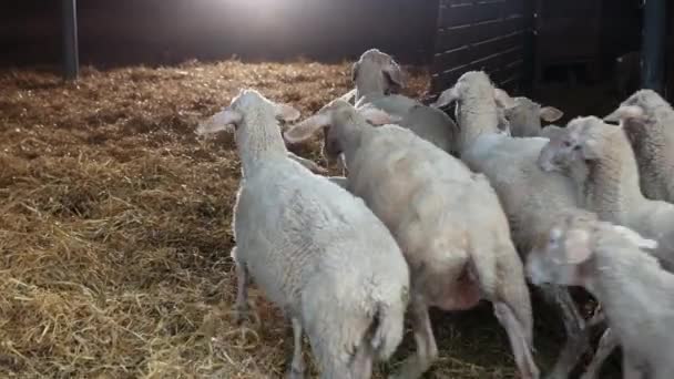 Flock av får kommer in i ladan. Oberoende husdjur, det finns inga människor — Stockvideo