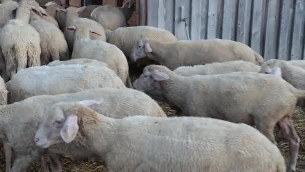 Un grand nombre d'animaux vont passer la nuit dans la grange. Le troupeau de moutons rentre chez lui — Video