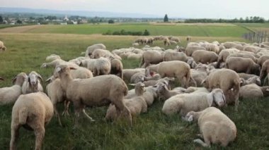 Texel koyun cinsidir. Yorkshire, İngiltere. Manzara, yatay. Boşluk kopyası
