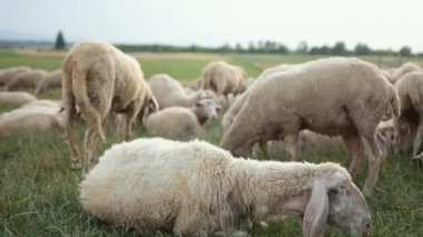 Ekonomi kavramı, tarım, koyun yetiştiriciliği. Otlanan merino koyunu, sürü koçu.
