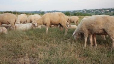 Ekonomi kavramı, tarım, koyun yetiştiriciliği. Otlanan merino koyunu, sürü koçu.