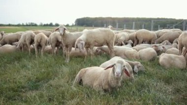 Texel koyun cinsidir. Yorkshire, İngiltere. Manzara, yatay. Boşluk kopyası
