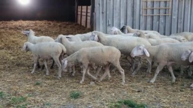 Çok sayıda hayvan geceyi ahırda geçirmeye gider. Koyun sürüsü evine gidiyor.