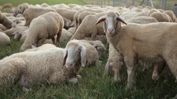 Pastwisko merino ewe, stado owiec pasących się na łące z wysokim zachodem słońca trawy — Wideo stockowe