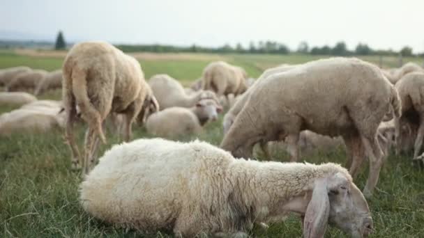 Fogalom közgazdaságtan, mezőgazdaság, birkatenyésztés. Legeltetett merino anyajuh, juhok kos — Stock videók