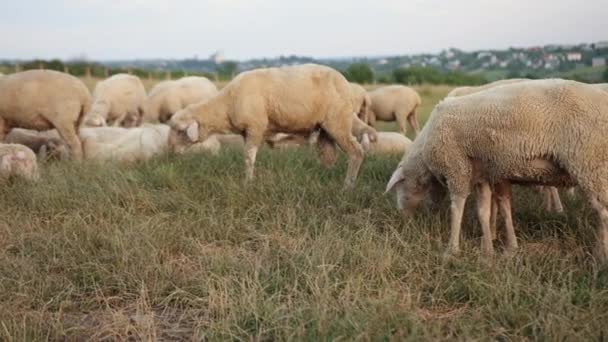 Begreppet ekonomi, jordbruk, fåruppfödning. Bete merino tacka, flock bagge — Stockvideo