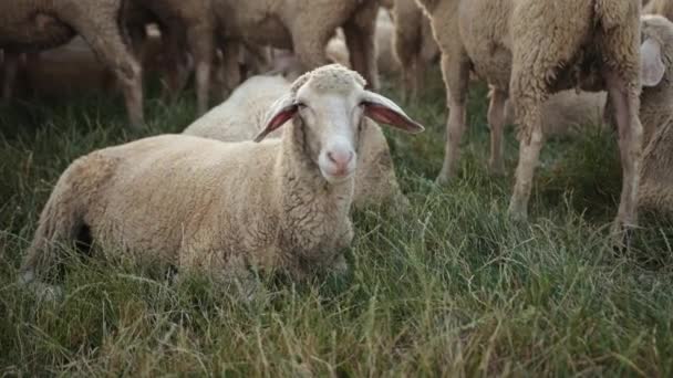 Texel adalah jenis domba. Yorkshire, Inggris. Lansekap, horisontal. Salinan ruang — Stok Video