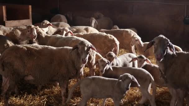 A kis bárány úgy néz ki, ki nyájból juhok istállóban. Bevy ram fészer a kapunál. Juh — Stock videók