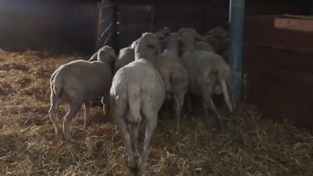 Большое количество домашних животных отправляются ночевать в сарай. Стадо овец отправляется домой — стоковое видео