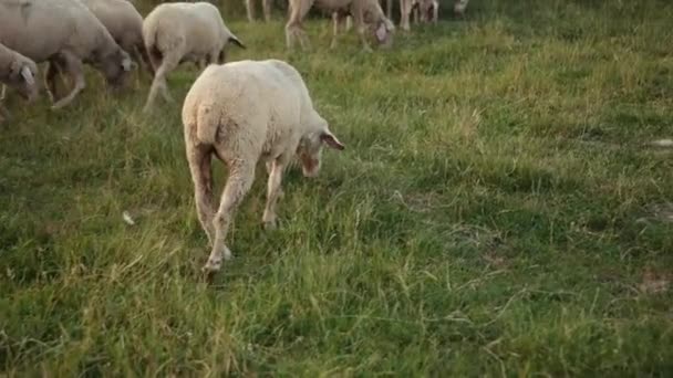 Betesmark merino tacka, flock får betar på ängen med högt gräs solnedgång — Stockvideo