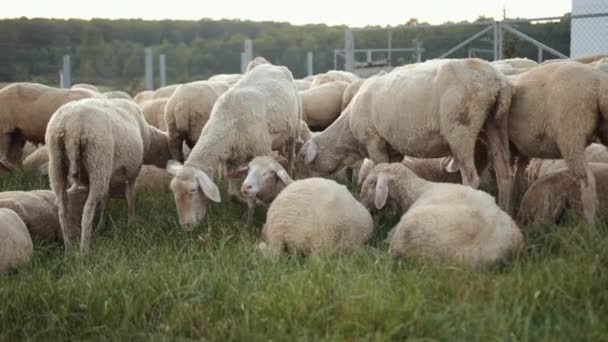 Pastva merino bahnice, stádo ovcí pasoucí se na louce s vysokou trávou západ slunce — Stock video