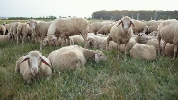 Concepto economía, agricultura, cría de ovejas. Grazing merino ewe, flock ram — Vídeos de Stock