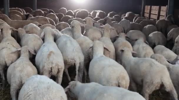 Duża liczba zwierząt spędza noc w stodole. Stado owiec wraca do domu. — Wideo stockowe