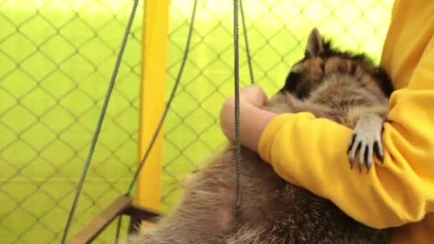 Cute raccoon on swing. Animal character. Striped coon climbs seesaw in a cage — Stock Video