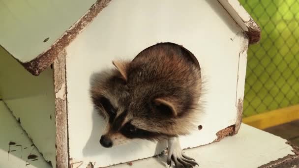 Mapache en el agujero redondo. Mapaches urbanos anidando casas. Coon casa relajante — Vídeo de stock