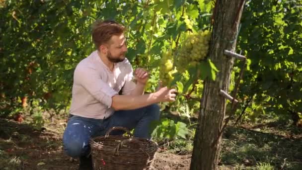 Skjeggete mann i september for å høste vingårder, samle inn utvalgte druekasser – stockvideo