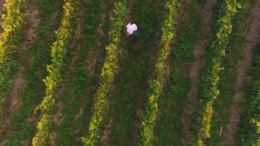 Çiftçi bir demet üzüm toplar. Şarap bağlarının en üstteki hava aracı görüntüsü