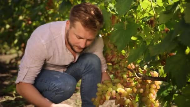 Great harvest. Bio concept, organic food, nature, fine wine handmade. Grape — Stock Video