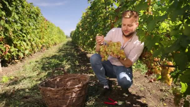 Cibo biologico, natura, buon vino fatto a mano. Giardinaggio delle uve da azienda maschili — Video Stock