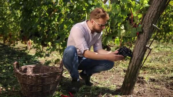 Hombre barbudo en septiembre para cosechar viñedos, recoge racimos de uva seleccionados — Vídeos de Stock