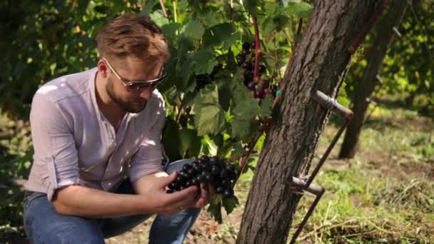 Uvas en viñedo siendo comprobadas por viticultor macho. Cosecha manual de uva, mano — Vídeos de Stock