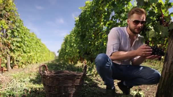 Concept biologique id aliments biologiques, vin fin fait main. Récolte de raisins. Exploitants — Video