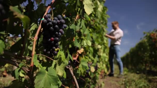 Uvas em vinha. Vintner jovem está colhendo uva azul na vinha — Vídeo de Stock