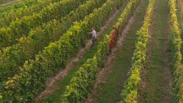 Der Bauer erntet Trauben. Luftaufnahme über Weinfeldern. Ernte — Stockvideo