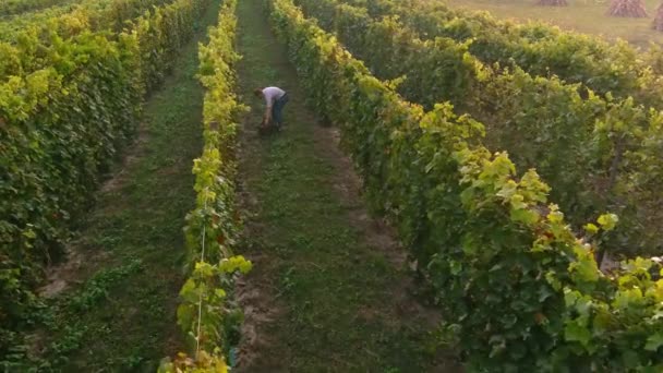 Fazendeiro colhe cachos de uvas. Vista aérea sobre os campos de vinha. Colheita — Vídeo de Stock