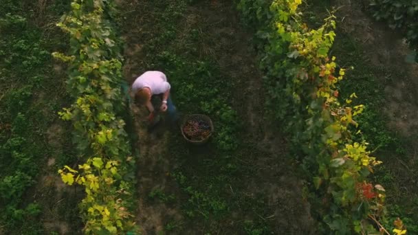 农民收获成捆的葡萄.空中俯瞰葡萄园地.收获 — 图库视频影像