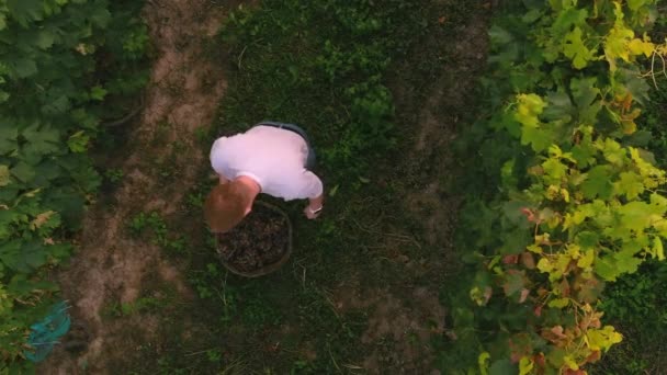 Fazendeiro colhe cachos de uvas. Vista aérea drone de vinhedos campos superior — Vídeo de Stock