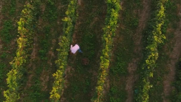 Jordbrukare skördar druvklasar. Flygdrönare vy över vingårdar fält topp — Stockvideo