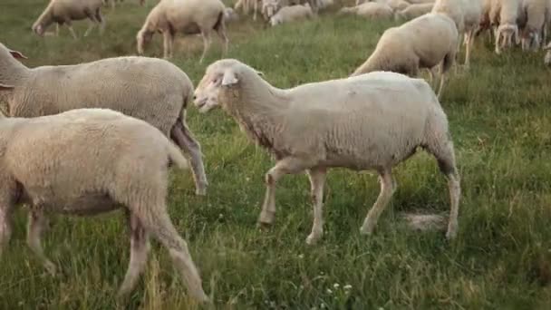Pasto merino oveja, rebaño de ovejas pastando en el prado con hierba alta puesta de sol — Vídeo de stock
