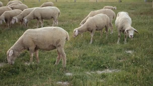 Concepto economía, agricultura, cría de ovejas. Grazing merino ewe, flock ram — Vídeos de Stock